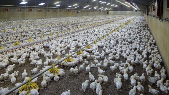 Broiler Chickens Farming