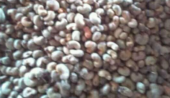 Raw Cashew Nuts in Shell