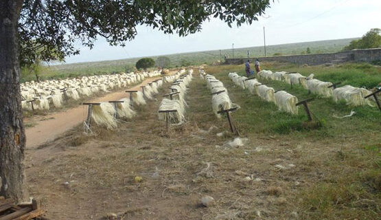 SISAL FIBER ( UG and SSUG GRADES)