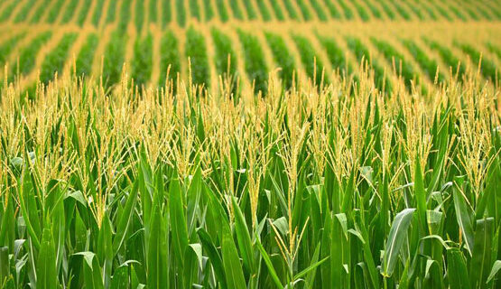 White/Yellow/Red CORN (MAIZE)