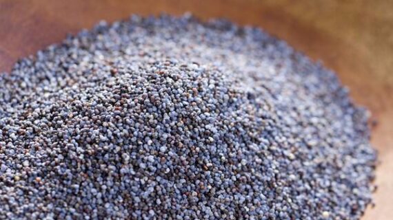 BLUE POPPY SEEDS
