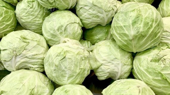 Organic Green Cabbage