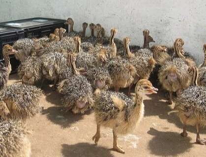 Ostrich Chicks