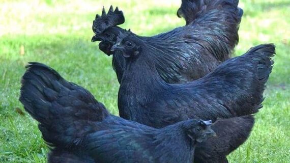 Ayam Cemani Chicken