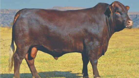 beef wholesale