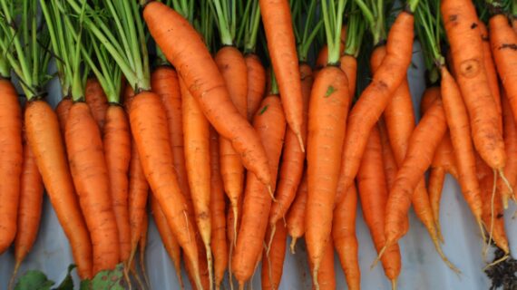 Organic Carrots
