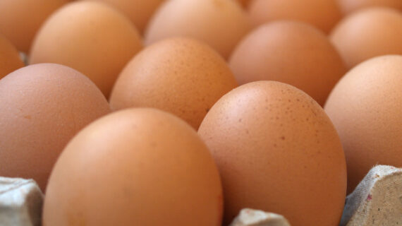 chickens eggs