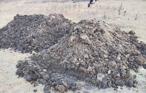 Cow Dung