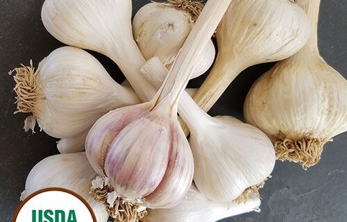 Heirloom & Organic  Garlic Bulbs