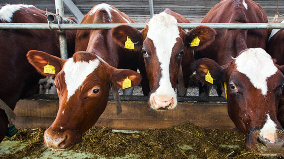 Live Cows