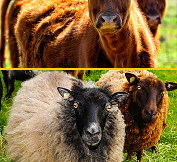 Sheeps and Rams