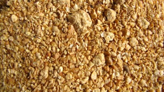 Animal Feed