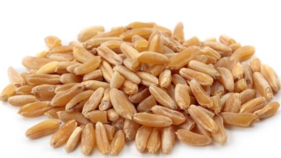 Organic Whole Grain Wheat
